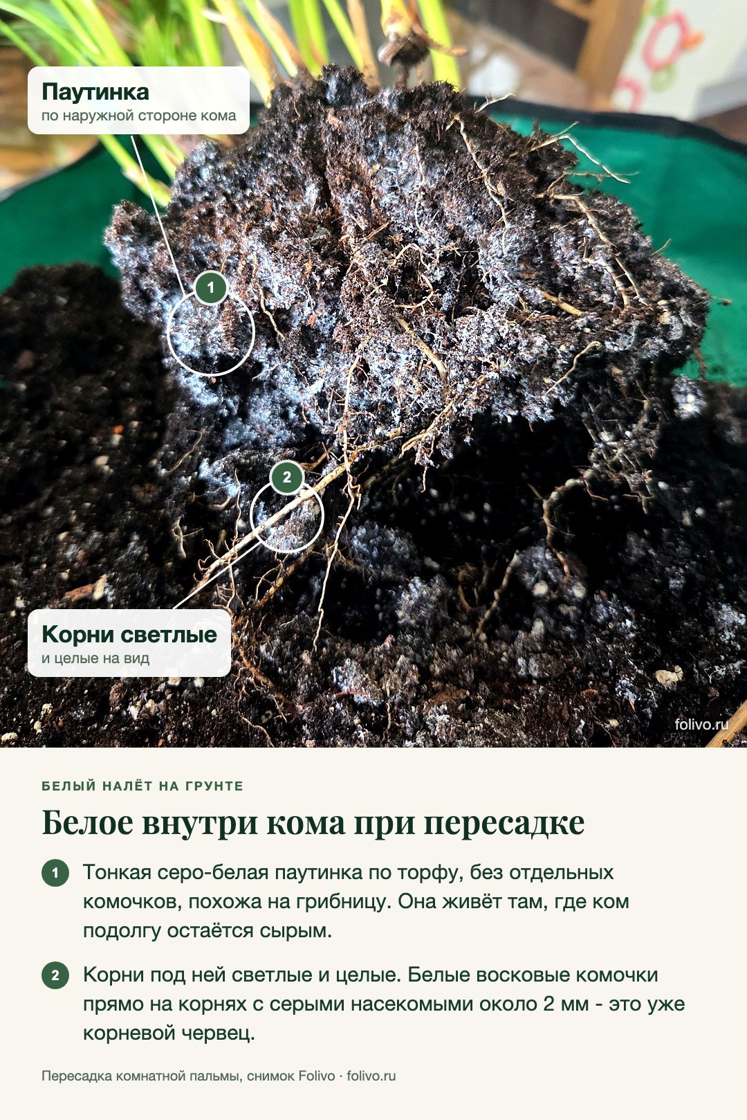 Ком комнатной пальмы, вынутый из горшка: наружная сторона кома покрыта тонкой серо-белой паутинкой, сквозь неё идут светлые корни. Выноски: 1 - паутинка по наружной стороне кома; 2 - корни светлые и целые на вид. Под снимком два пункта: тонкая паутинка по торфу без отдельных комочков похожа на грибницу и живёт там, где ком подолгу сырой; белые восковые комочки прямо на корнях с серыми насекомыми около 2 мм - это уже корневой червец.