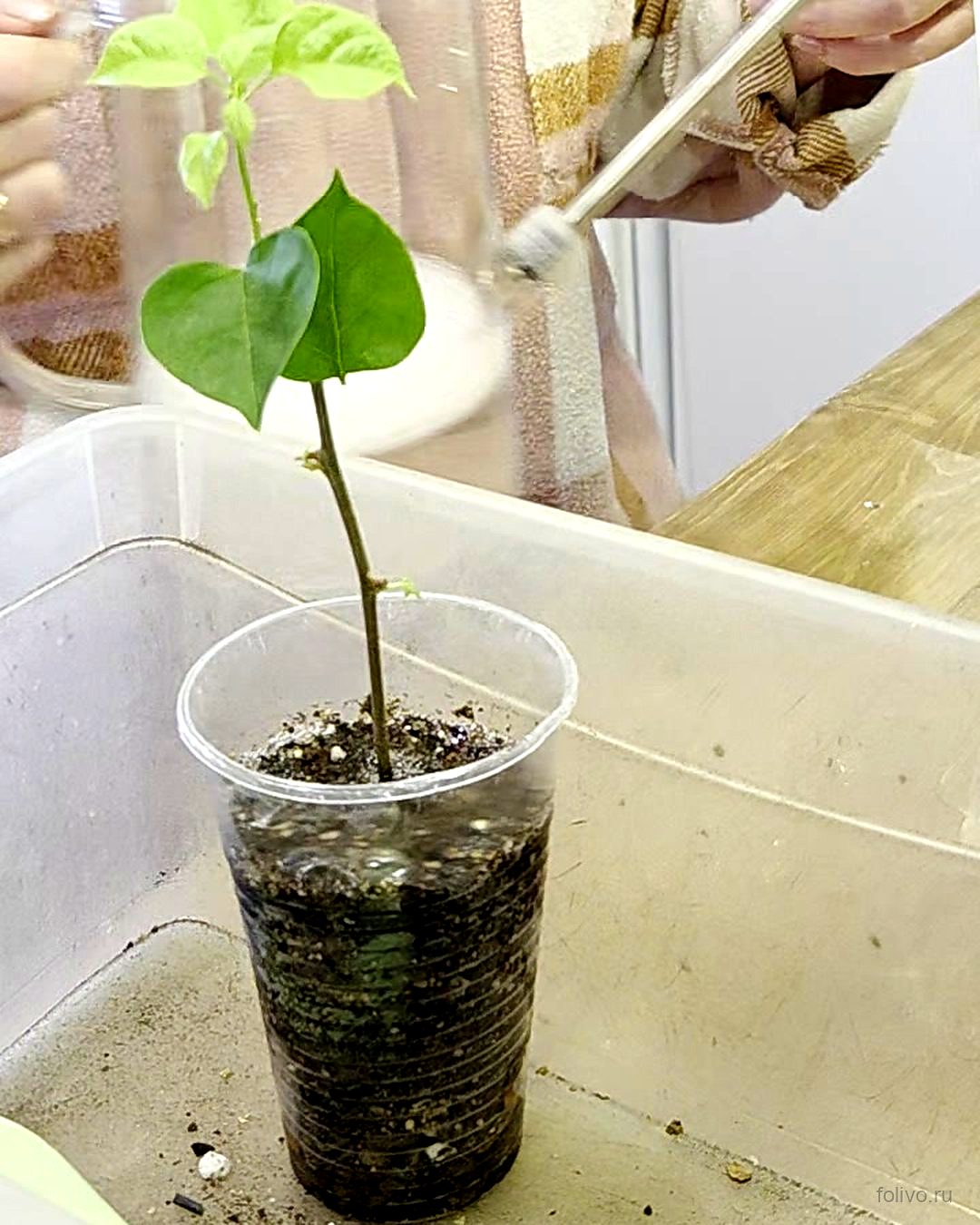 Посаженный черенок бугенвиллии в стаканчике поливают из лейки с тонким носиком