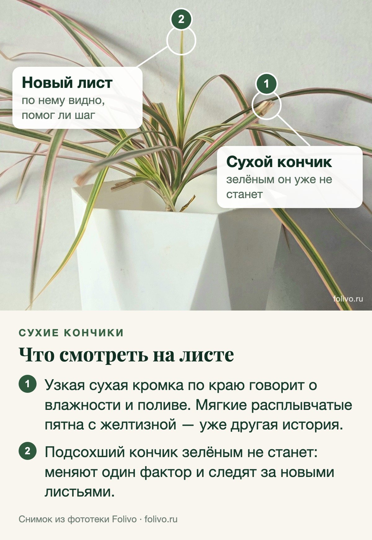 Драцена крупным планом с двумя выносками: 1 — сухой надломленный кончик листа, зелёным он уже не станет; 2 — новый лист в центре, по нему видно, помог ли шаг. Под снимком два пункта: узкая сухая кромка по краю говорит о влажности и поливе, мягкие расплывчатые пятна с желтизной — другая история; подсохший кончик зелёным не станет, поэтому меняют один фактор и следят за новыми листьями.