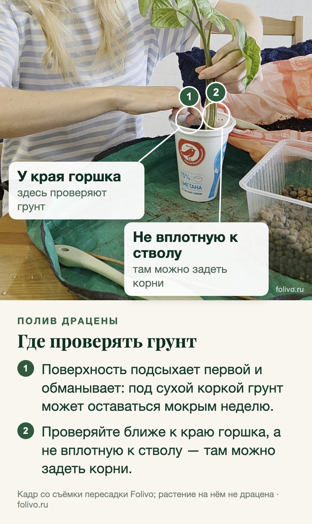 Кадр со съёмки пересадки: пальцы у края белого стаканчика с грунтом, рядом стебли растения. Выноски: 1 — у края горшка, здесь проверяют грунт; 2 — не вплотную к стволу, там можно задеть корни. Под снимком два пункта: поверхность подсыхает первой и обманывает, под сухой коркой грунт может оставаться мокрым неделю; проверяйте ближе к краю горшка, а не вплотную к стволу.