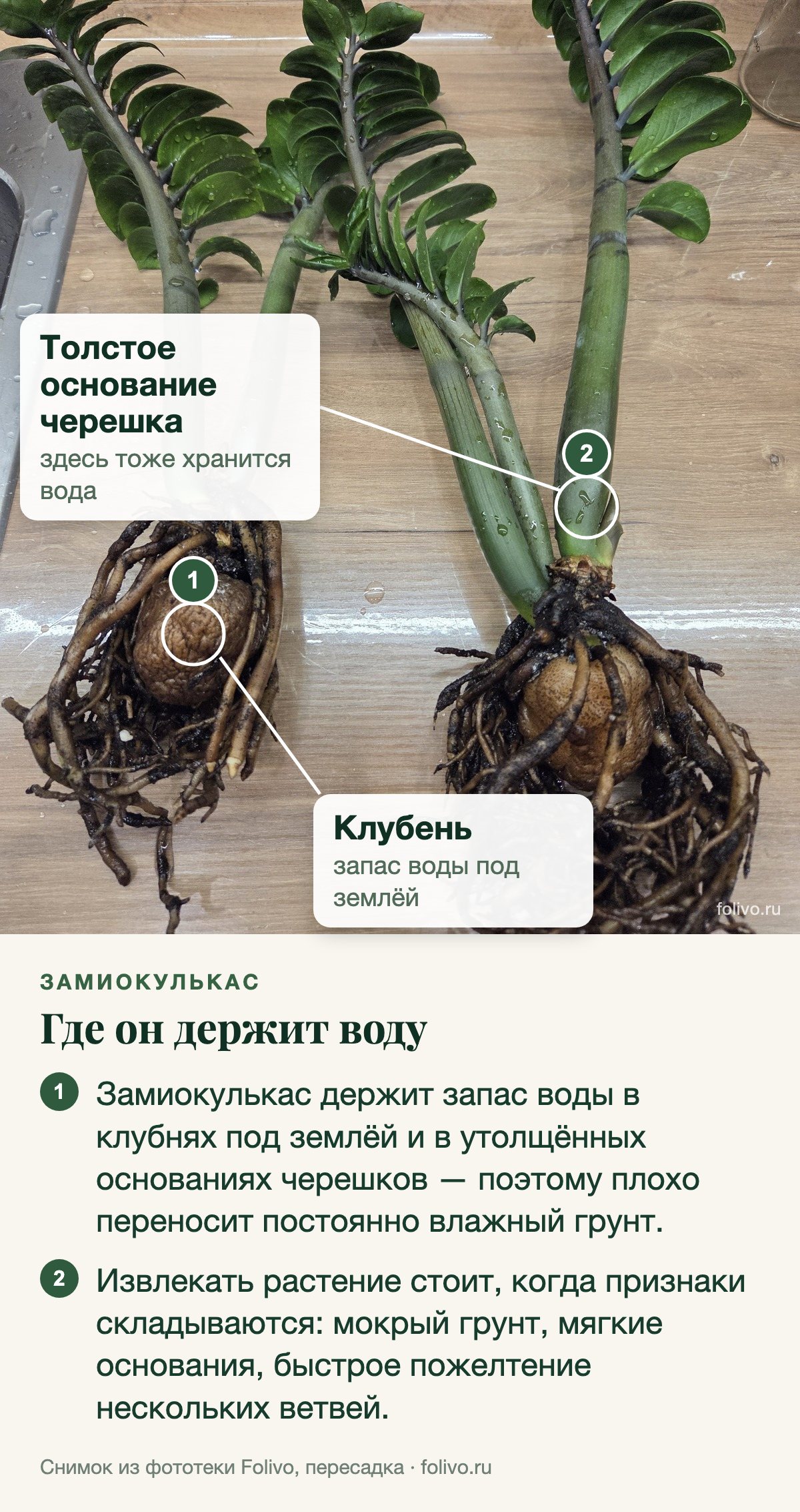 Два замиокулькаса, вынутые из горшка, лежат на столе: у каждого круглый клубень в корнях и толстые зелёные черешки. Выноски: 1 — клубень, запас воды под землёй; 2 — толстое основание черешка, здесь тоже хранится вода. Под снимком два пункта: замиокулькас держит запас воды в клубнях под землёй и в утолщённых основаниях черешков, поэтому плохо переносит постоянно влажный грунт; извлекать растение стоит, когда признаки складываются: мокрый грунт, мягкие основания, быстрое пожелтение нескольких ветвей.